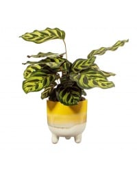 Κασπό Mojave Glaze yellow large Κασπό Mojave Glaze yellow large